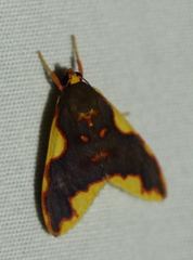 Trichromia rhodocraspis