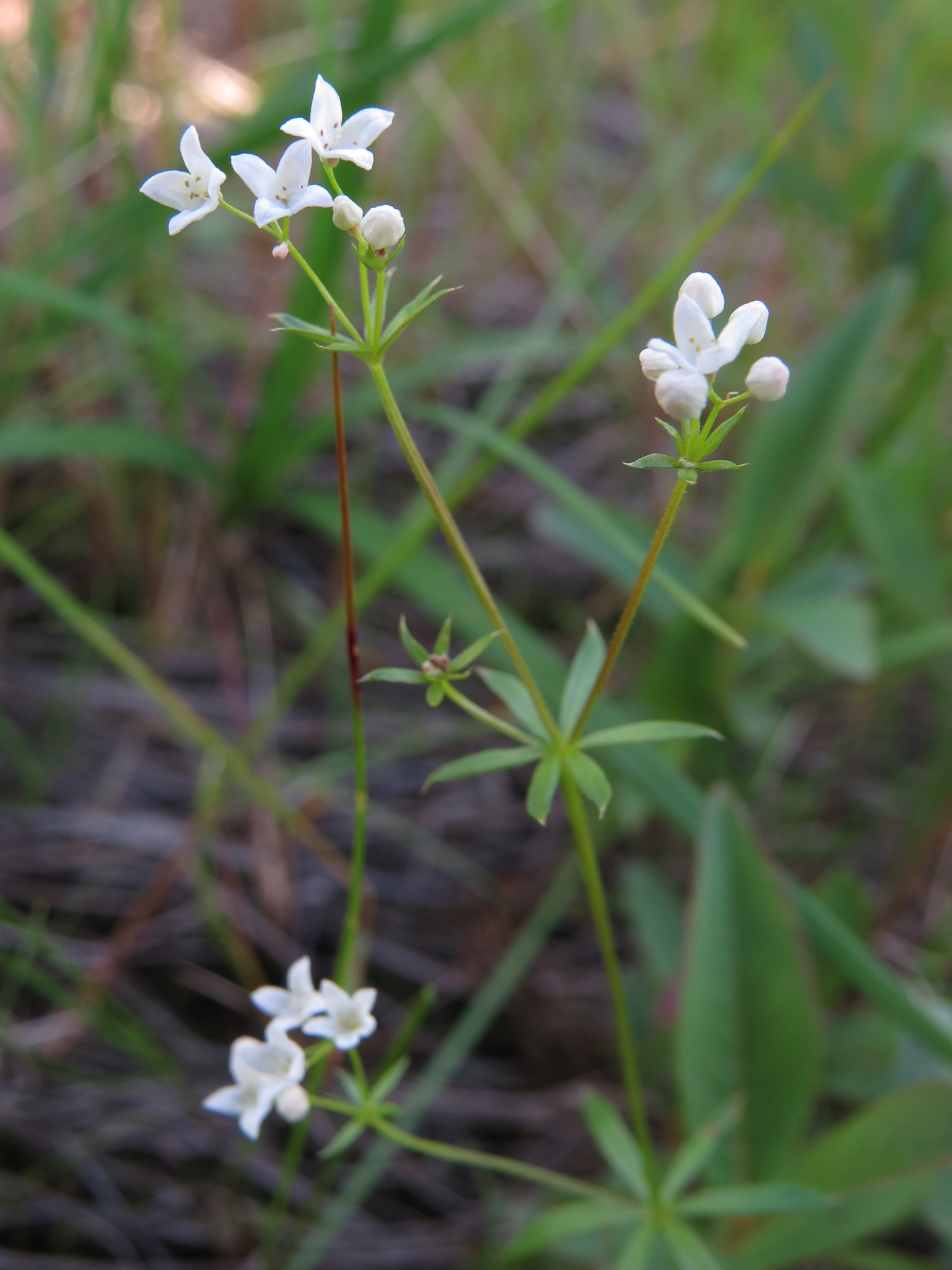 Galium uliginosum