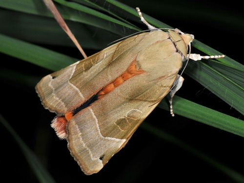 Broad-bordered Yellow Underwing