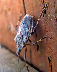 Brochymena affinis