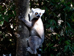 Lemur catta