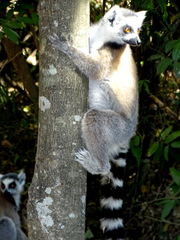 Lemur catta