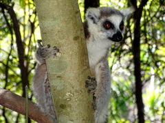 Lemur catta