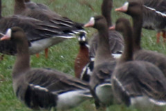 Branta ruficollis