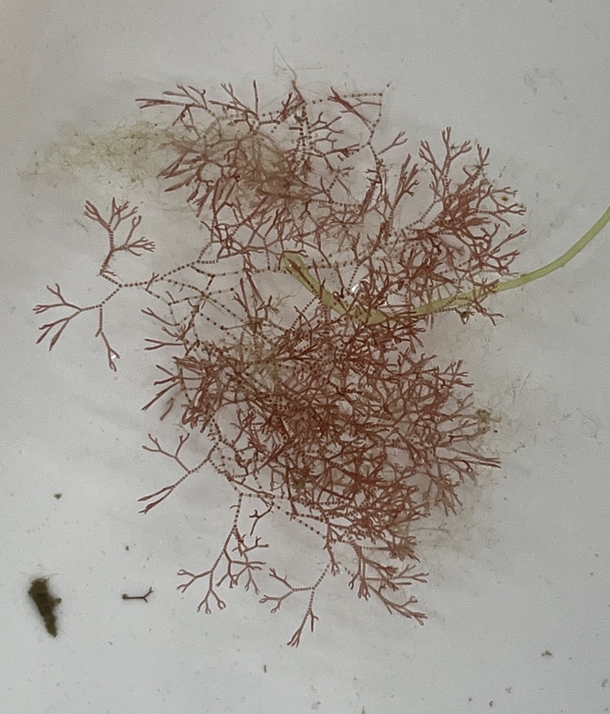 Ceramothamnion translucidum