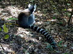 Lemur catta