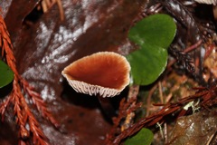 Gymnopus brassicolens var. brassicolens image