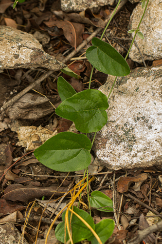 Cocculus hirsutus image