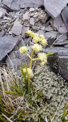 Aciphylla monroi