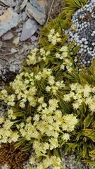 Aciphylla monroi