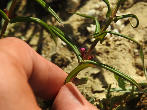 valley redstem (Ammannia coccinea)