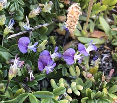 Psoralea repens