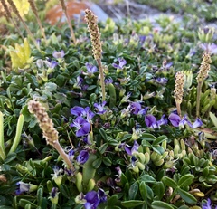 Psoralea repens