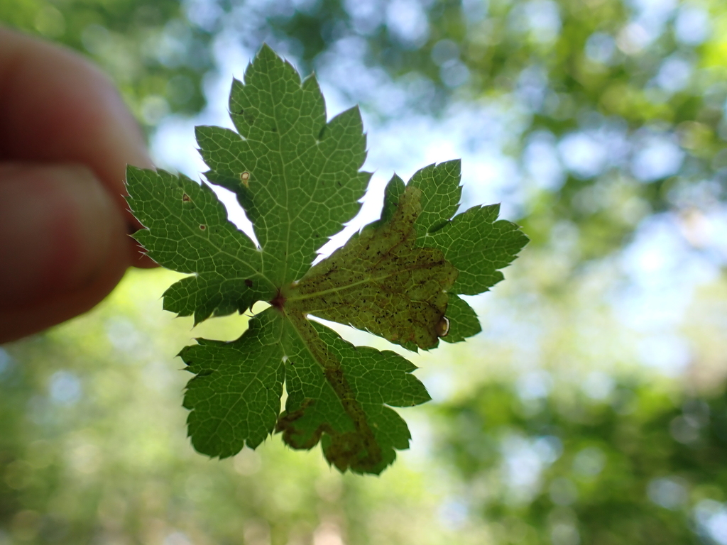 Phytomyza brunnipes