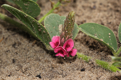 Indigofera flavicans image