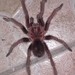 Antilles Pink Patch Tarantula - Photo (c) BOURGADE, some rights reserved (CC BY-NC), uploaded by BOURGADE