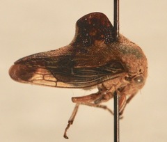 Telamona decorata