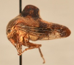 Telamona decorata