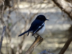 Copsychus albospecularis