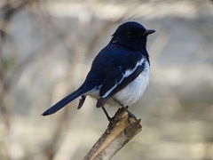 Copsychus albospecularis