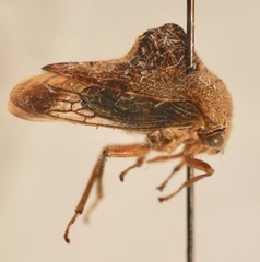 Telamona decorata