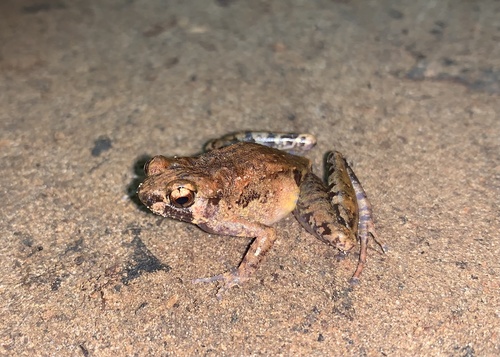 Hylophorbus rufescens