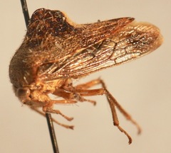 Telamona decorata