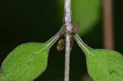 Coprosma rubra