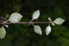 Coprosma rubra