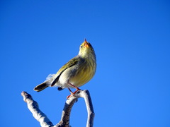 Neomixis striatigula