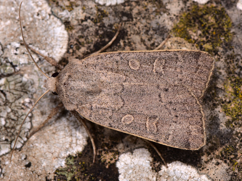 Xestia cohaesa