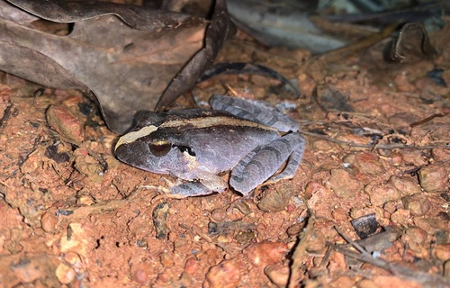 Lechriodus melanopyga observed 2023-06-09