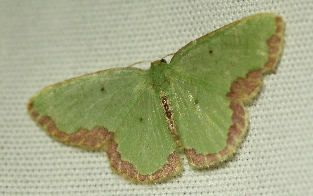 Oospila arpata