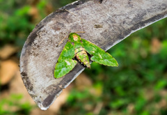 Euchloron megaera serrai