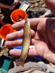 Pantosteus platyrhynchus