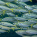 Yellowtail Scad - Photo (c) Erik Schlogl, some rights reserved (CC BY-NC), uploaded by Erik Schlogl