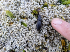 Mecodema crenaticolle