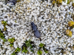 Mecodema crenaticolle