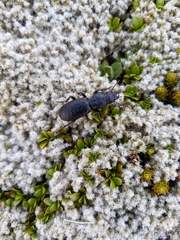 Mecodema crenaticolle