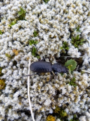 Mecodema crenaticolle