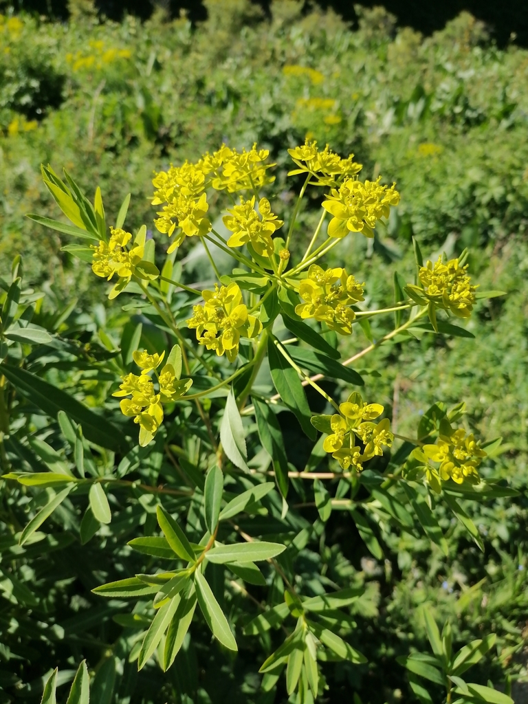 Euphorbia lamprocarpa