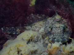 Taurulus bubalis