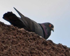 Columba livia