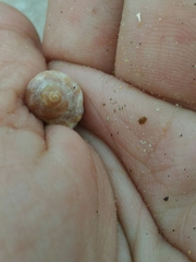 Stramonita brasiliensis