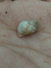 Stramonita brasiliensis