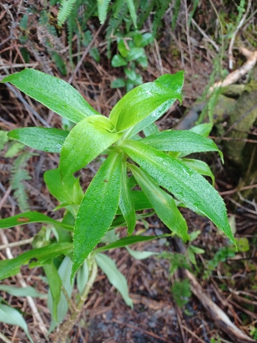 Dubautia plantaginea observed 2023-04-26