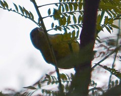 Leiothlypis ruficapilla