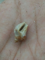 Stramonita brasiliensis