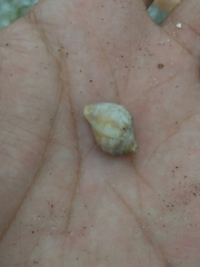 Stramonita brasiliensis