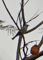 Setophaga coronata